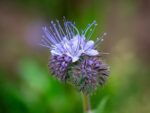  Phacelia tanacetifolia , Détail d'une fleur de Phacélie à feuilles de Tanaisie, Graines de  Phacelia tanacetifolia, Graines de Phacélie à feuilles de Tanaisie